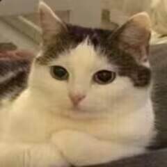 OnlyPwner 入门篇 TUTORIAL / FREEBIE / REVERSE RUGPULL WriteUp-魔法少女雪殇